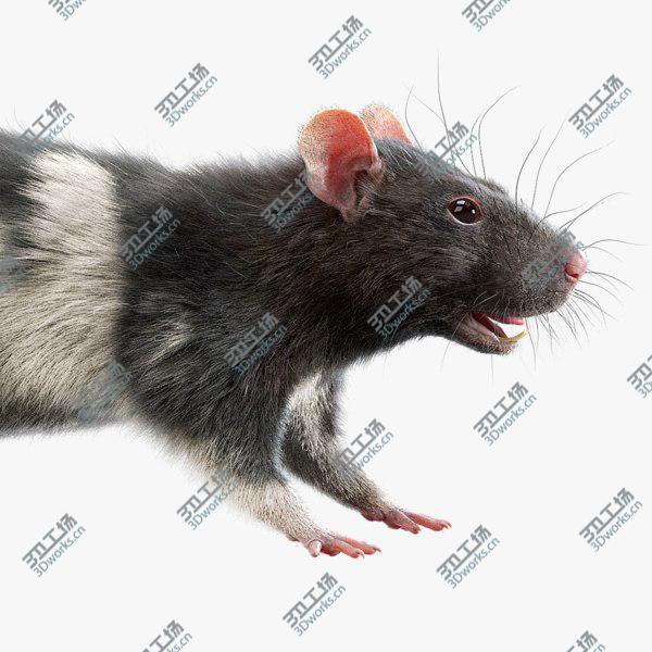 images/goods_img/20210312/Rat (Fur) (4) 3D model/1.jpg
